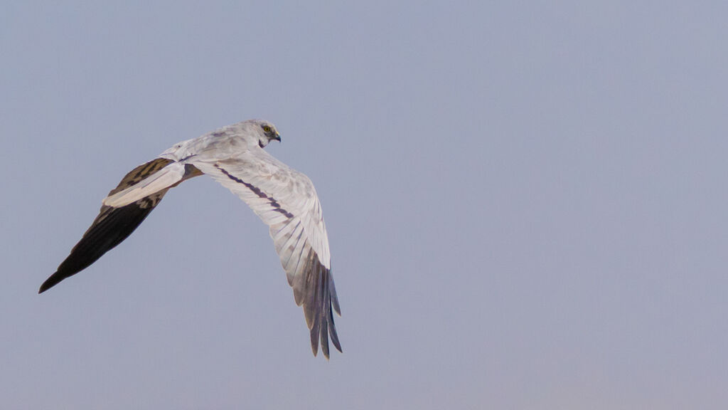 Montagu's Harrier