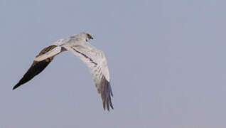 Montagu's Harrier