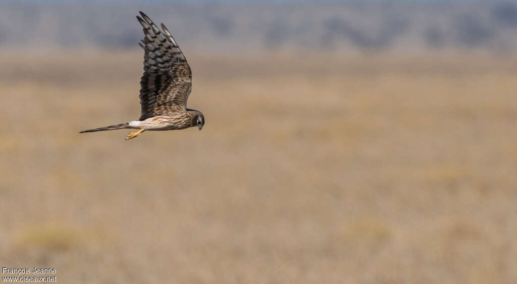 Montagu's Harrier female adult, pigmentation, Flight