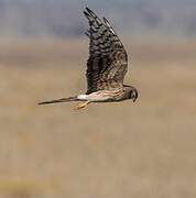 Montagu's Harrier