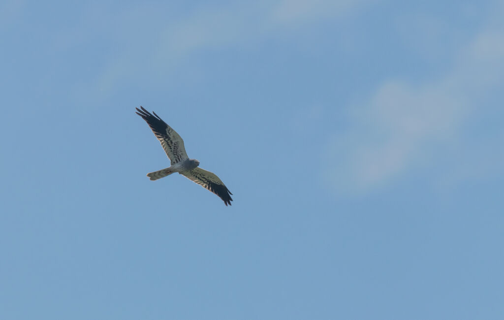 Montagu's Harrier