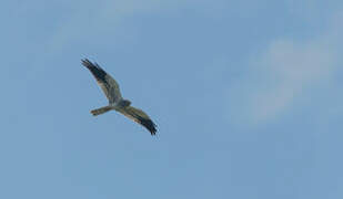 Montagu's Harrier