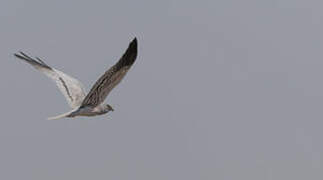 Montagu's Harrier