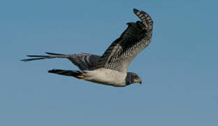 Long-winged Harrier