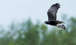 Long-winged Harrier