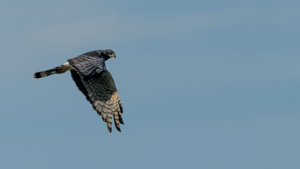 Long-winged Harrier