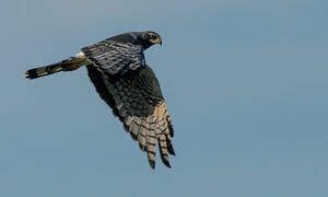 Long-winged Harrier