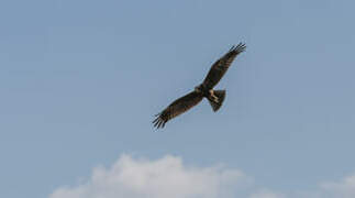 Western Marsh Harrier