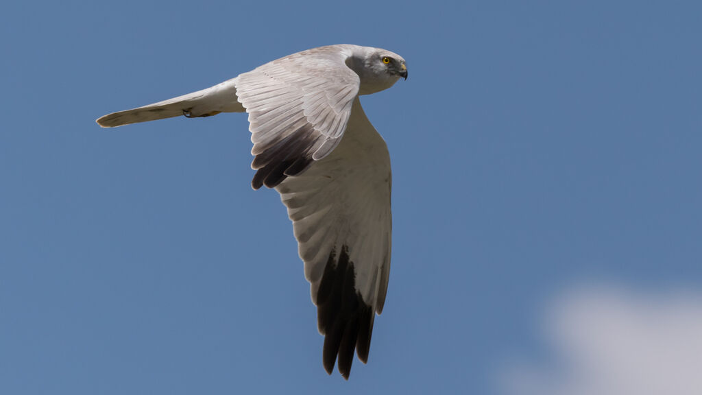 Pallid Harrier