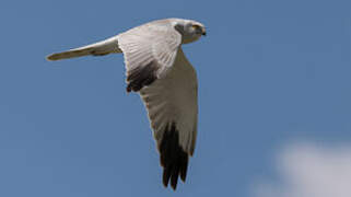 Pallid Harrier