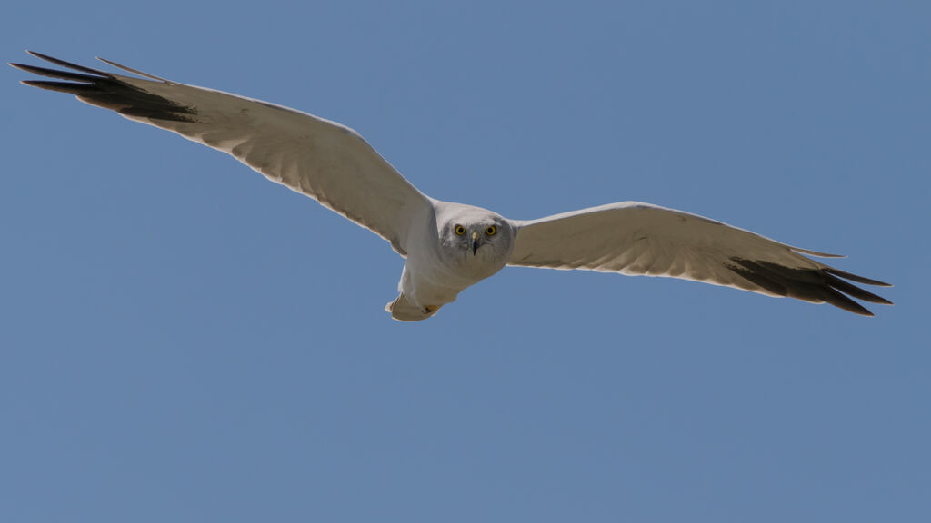 Pallid Harrier male, Flight