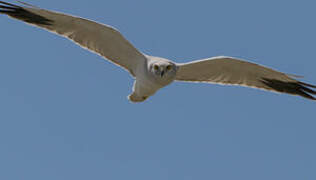 Pallid Harrier