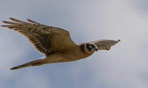 Pallid Harrier