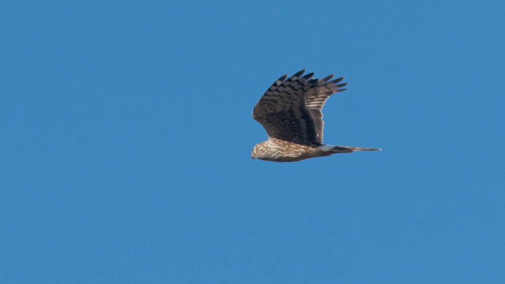 Hen Harrier