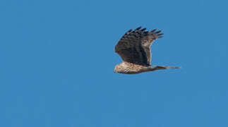 Hen Harrier