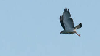 Black-faced Hawk