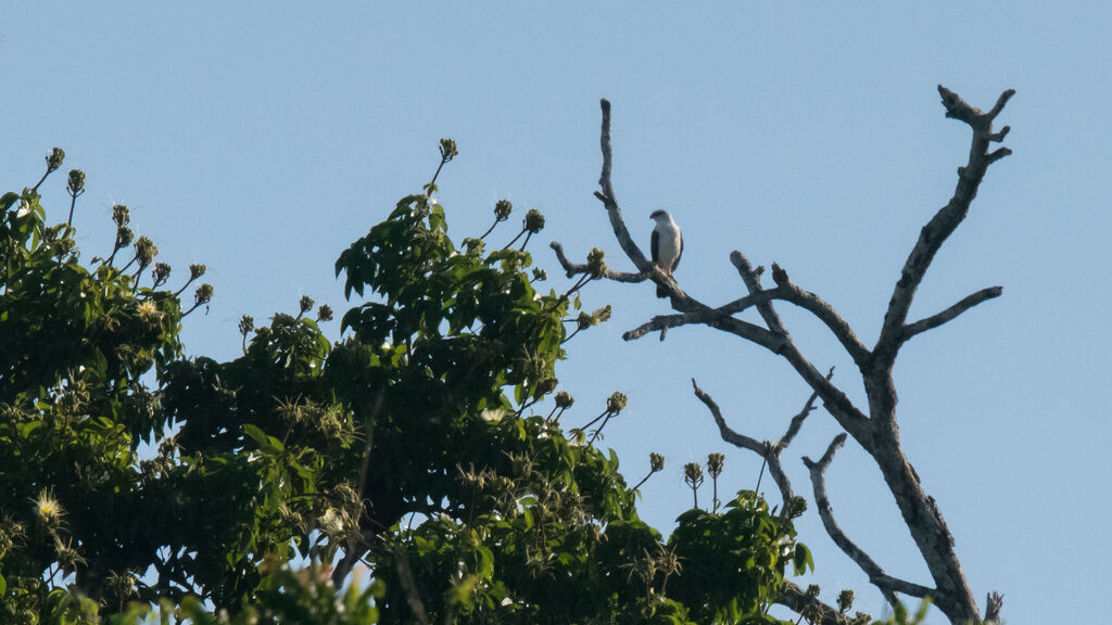 Black-faced Hawk