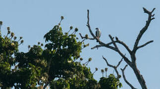 Black-faced Hawk