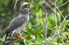 Roadside Hawk