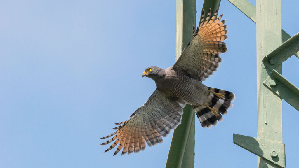 Roadside Hawk