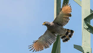 Roadside Hawk