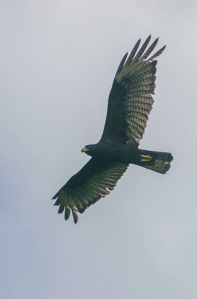 Zone-tailed Hawk