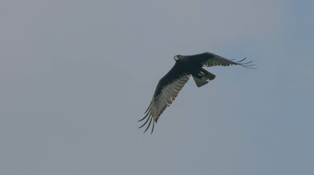 Zone-tailed Hawk