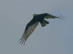 Zone-tailed Hawk