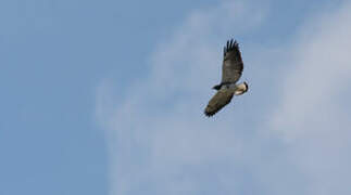 White-tailed Hawk