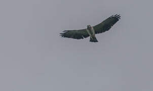 Short-tailed Hawk