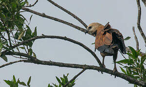 Black-collared Hawk