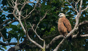 Black-collared Hawk