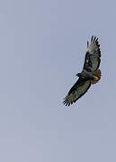 Augur Buzzard