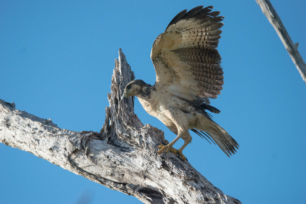 Rufous Crab Hawk