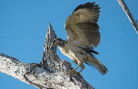 Rufous Crab Hawk