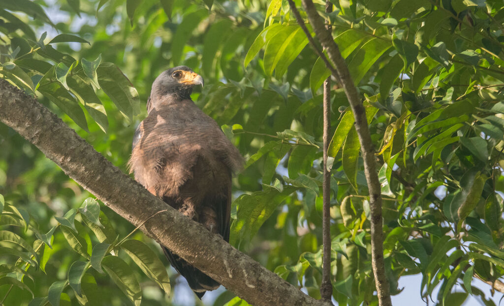 Rufous Crab Hawk