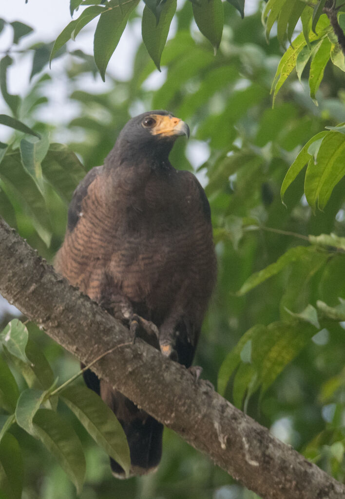 Rufous Crab Hawk