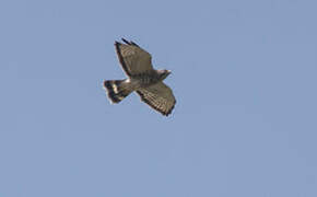 Grey-lined Hawk