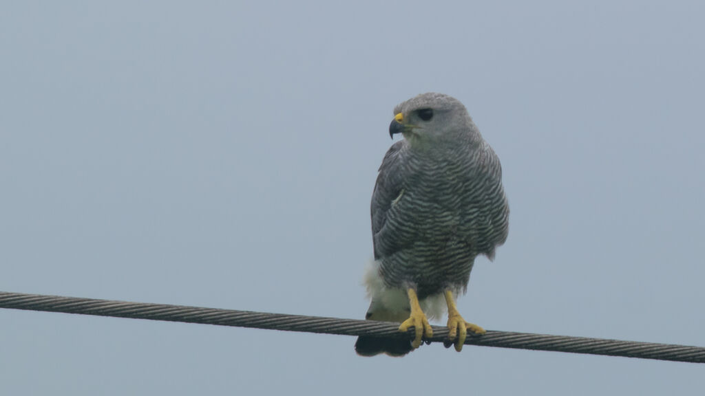 Grey-lined Hawk