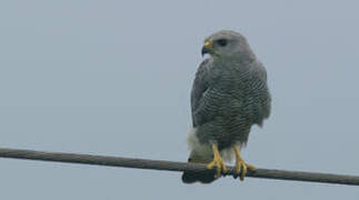 Grey-lined Hawk