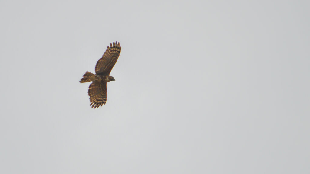 Madagascar Buzzard