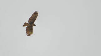 Madagascar Buzzard