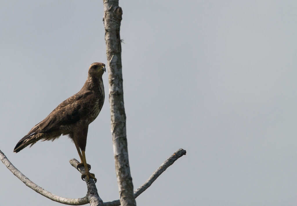 Savanna Hawk