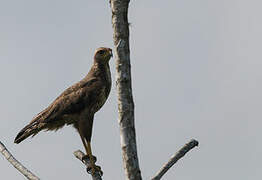 Savanna Hawk