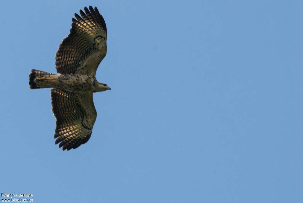 Great Black HawkFirst year, Flight