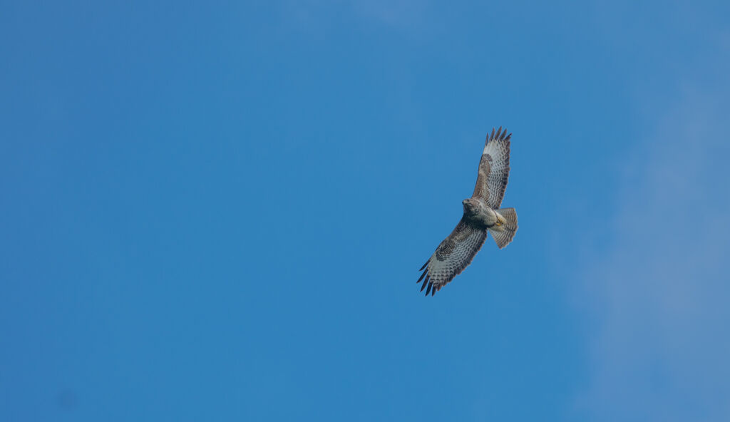 Common Buzzard