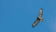 Buse variable