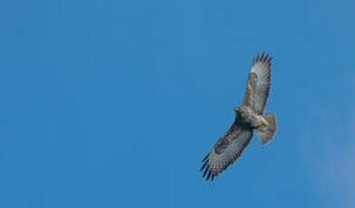 Buse variable