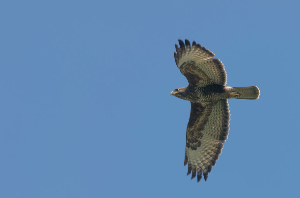 Common Buzzard