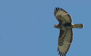 Common Buzzard